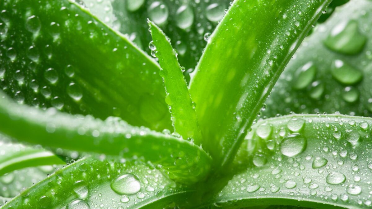 Aloe Vera: 5 benefici per Pelle e Capelli che forse ancora non conosci