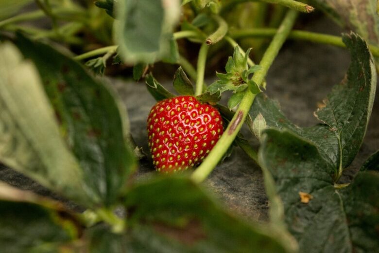 fragola albero