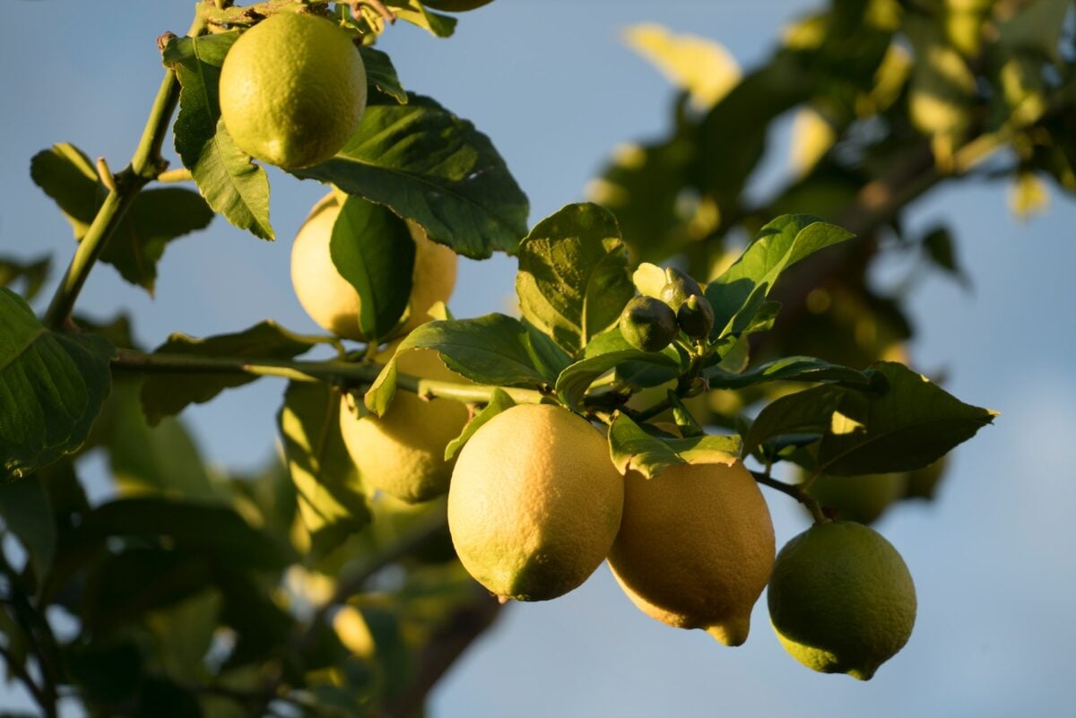 5 bellissimi Alberi da frutto da coltivare in giardino o sul balcone!