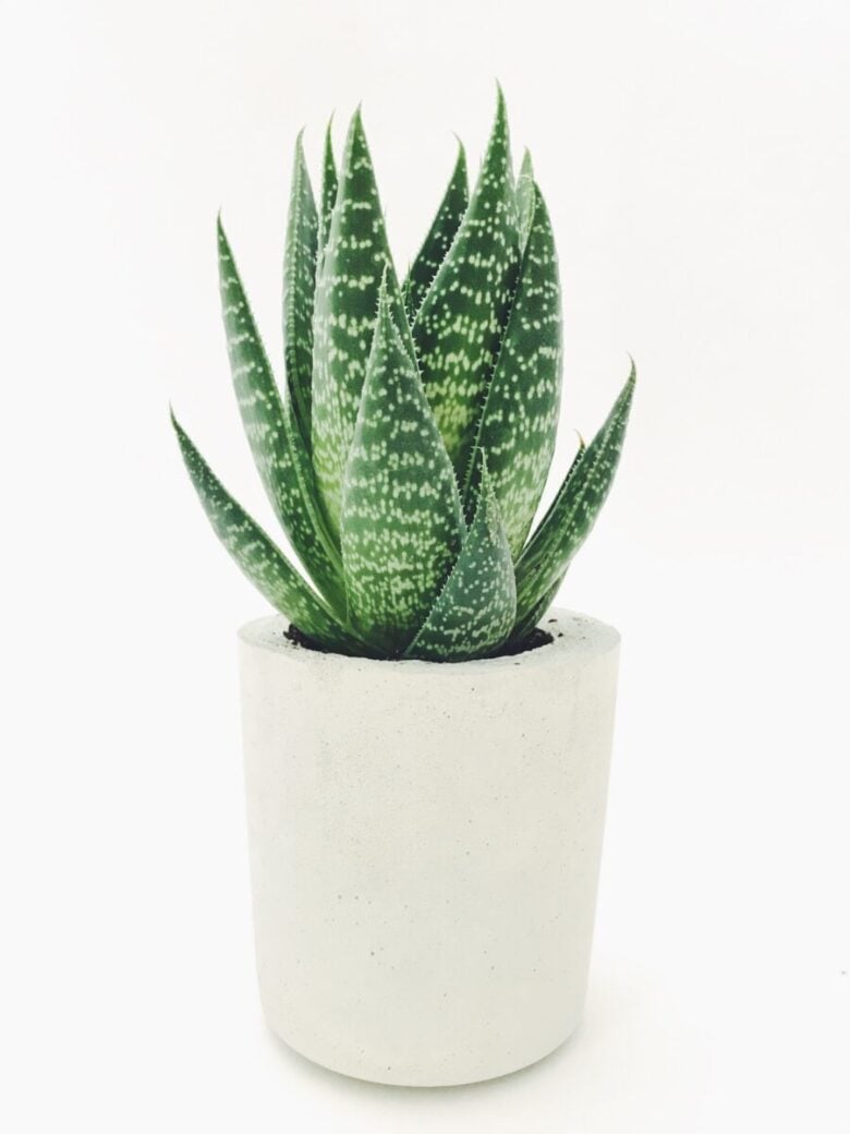 aloe vera pianta da interni