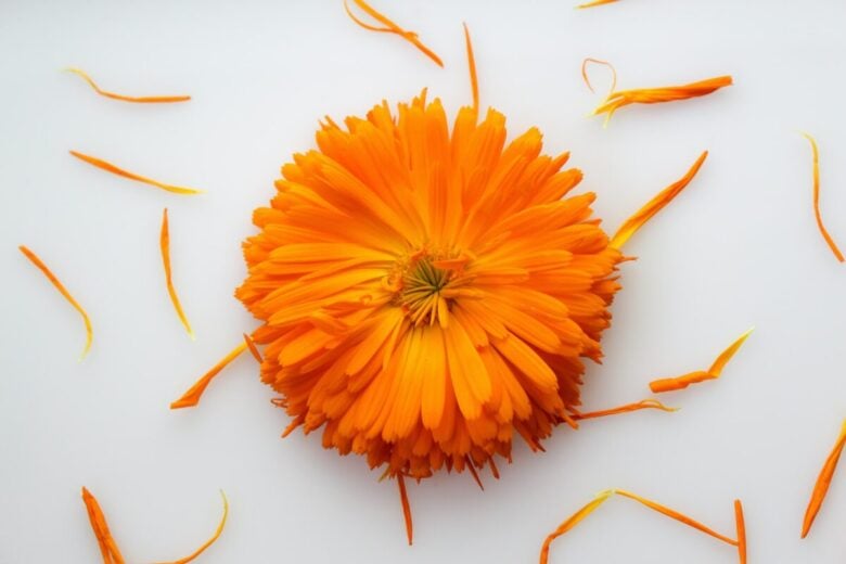 Calendula balcone