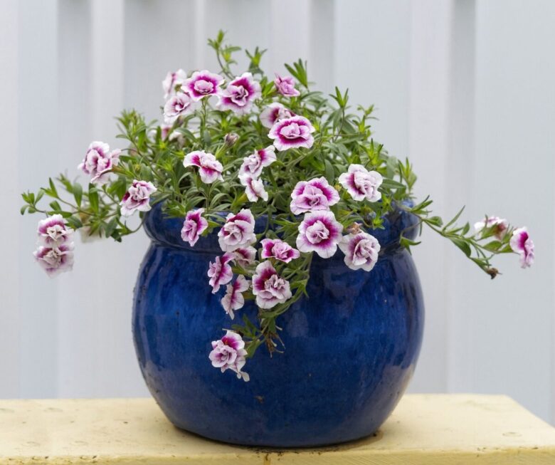 fiori da vaso calibrachoa