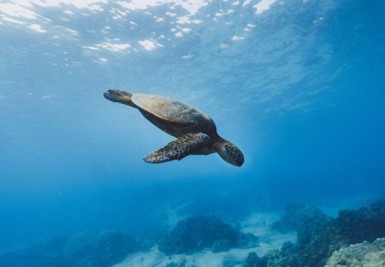 tartarughe Caretta Caretta Lampedusa