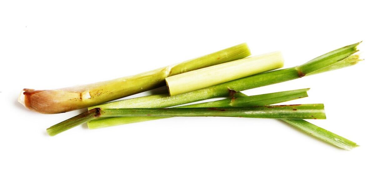 Galleria foto '7 piante da esterno perfette per tenere alla larga le zanzare' - foto 8