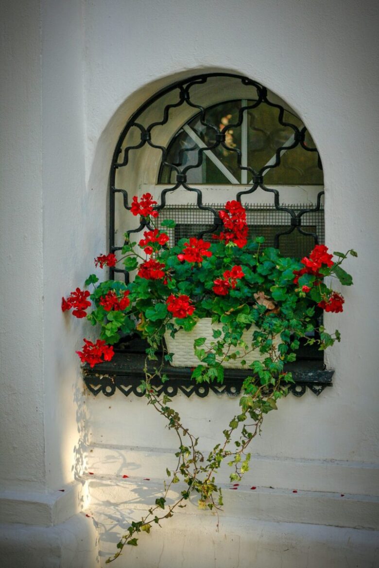 geranio odoroso per balcone