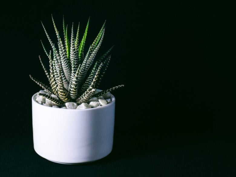 haworthia pianta