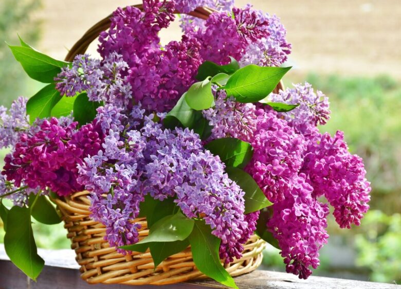 fiori di lavanda