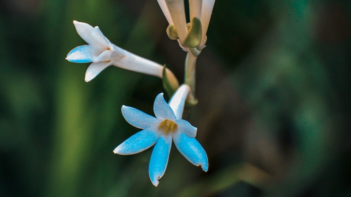 Profumi alla Tuberosa: 6 travolgenti e ipnotiche fragranze da provare subito!