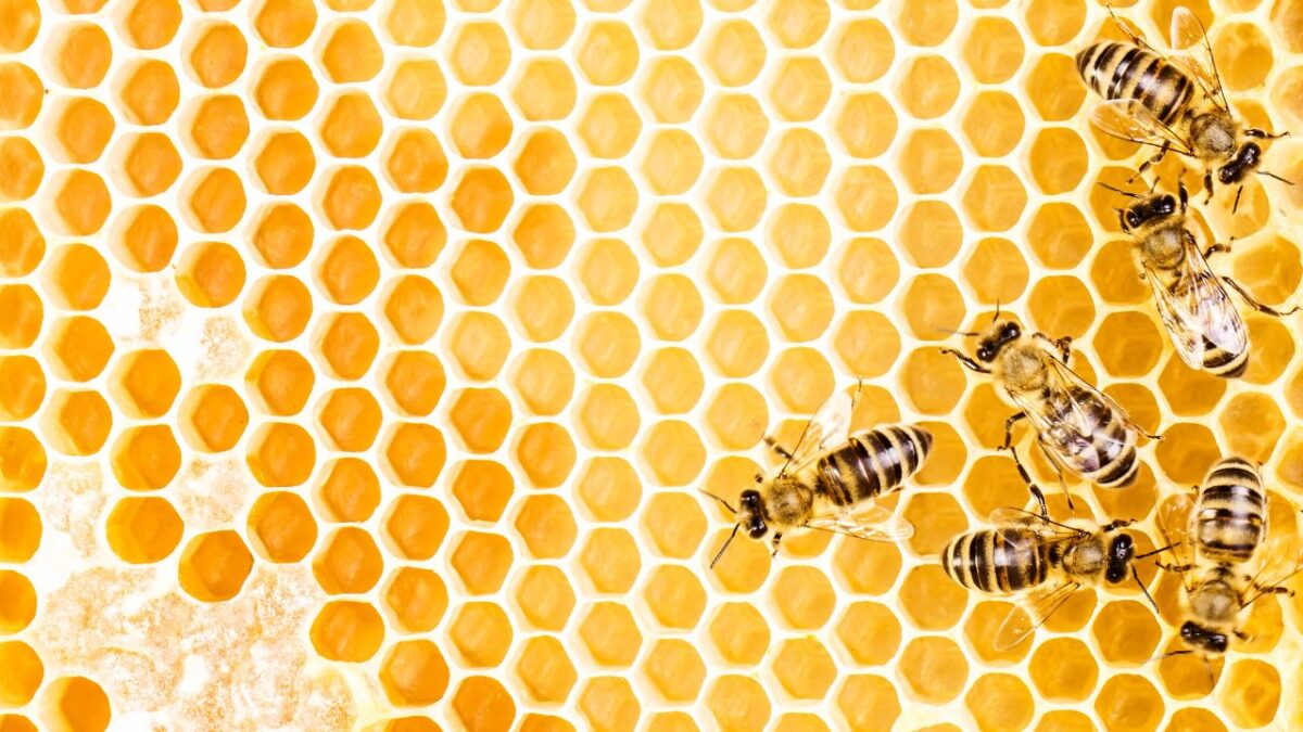5 prodotti effetto filler al Veleno d’api assolutamente da provare!