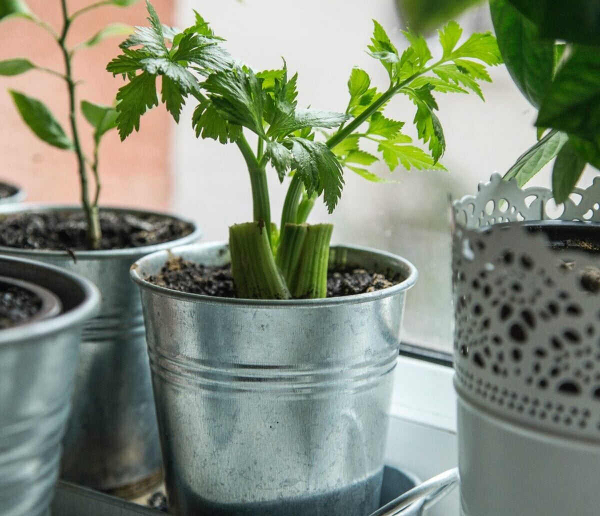 Galleria foto '3 Maschere Viso al Sedano Fai da Te con proprietà tonificanti, energizzanti e antiage' - foto 1