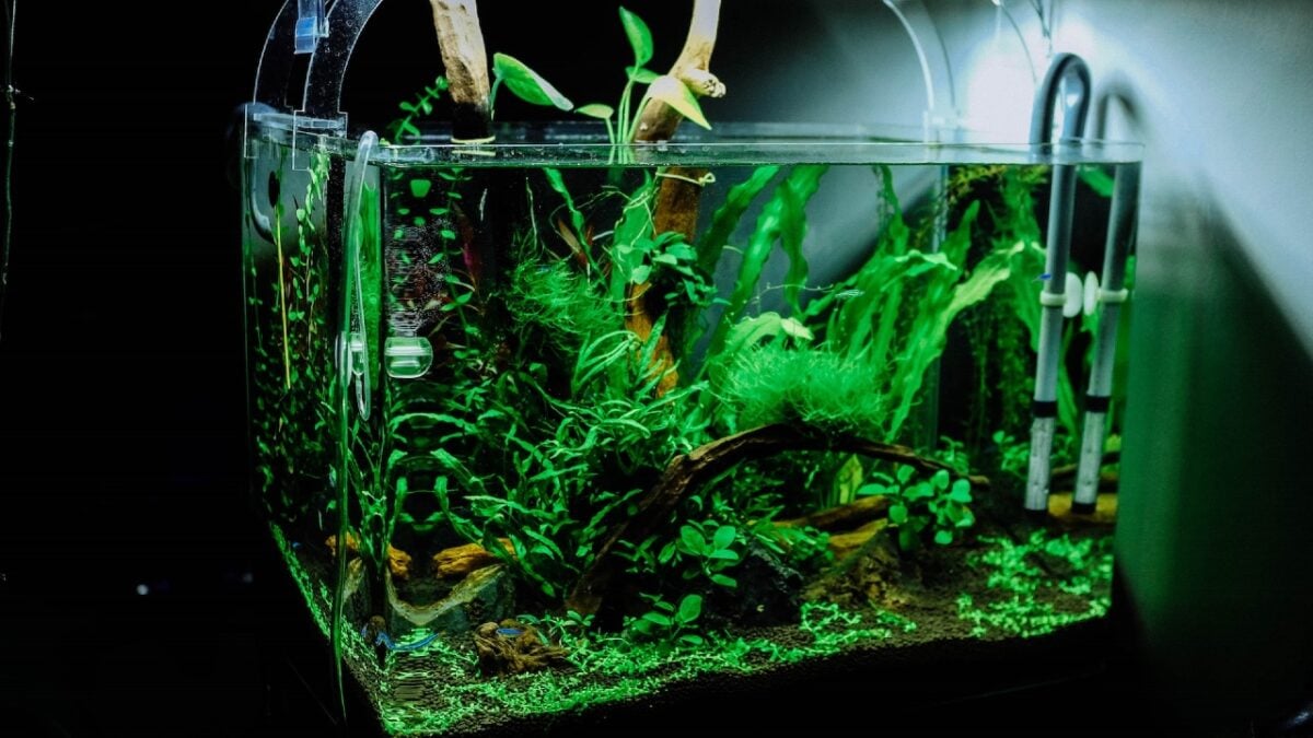 Acquario in casa: una guida in 6 passi per allestirlo al meglio