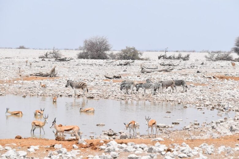 Saline Etosha