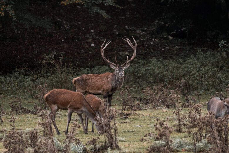 Parco nazionale Abruzzo e Molise