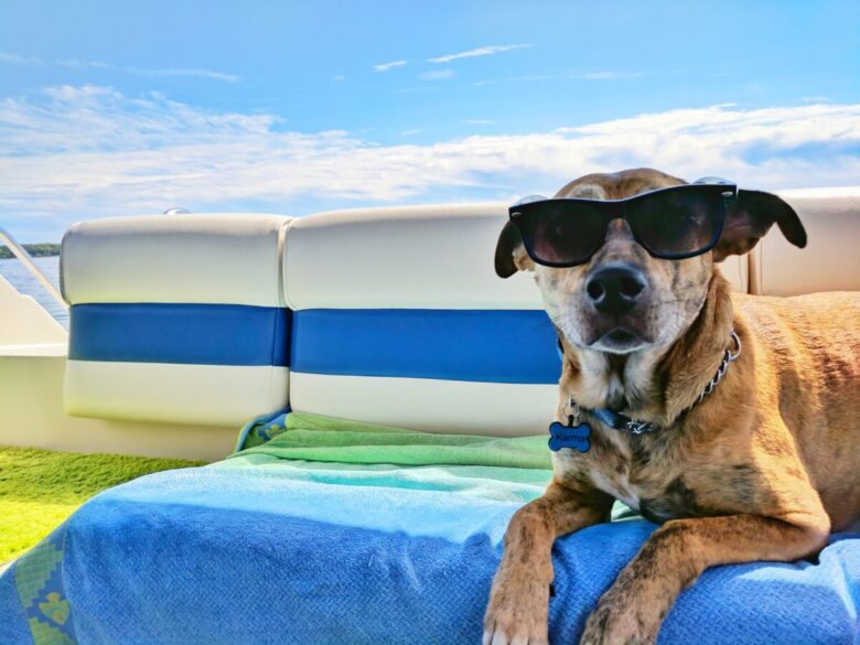 Vieste mare cani