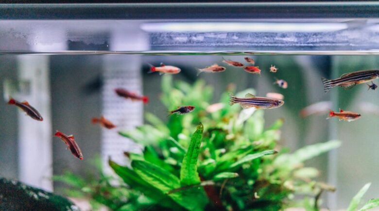 pesci acquario