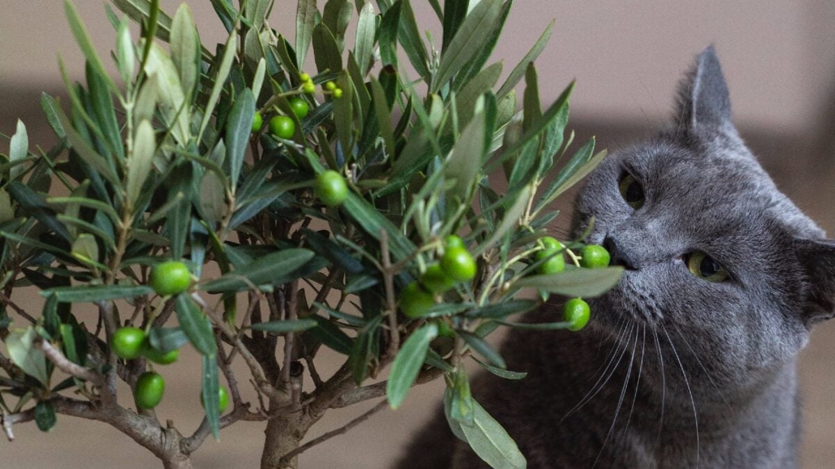 5 Alberi da Vaso per arredare il tuo Balcone. Ecco quali scegliere…