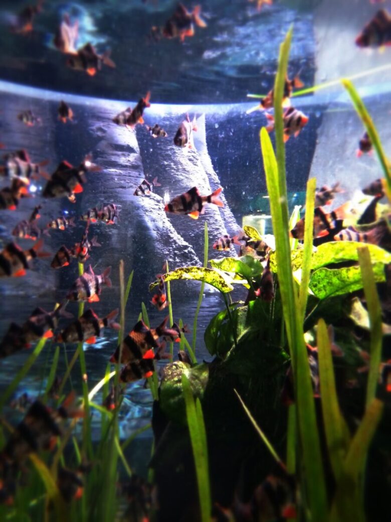 acquario filtro