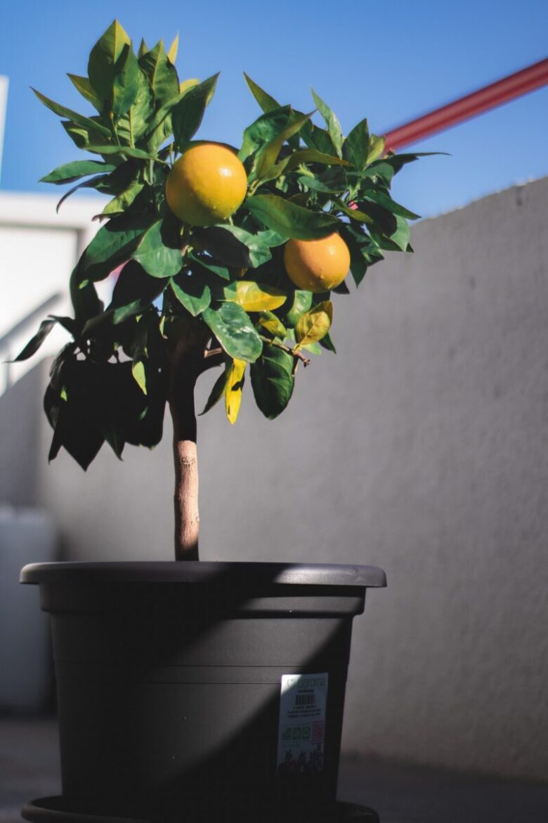 limone vaso albero
