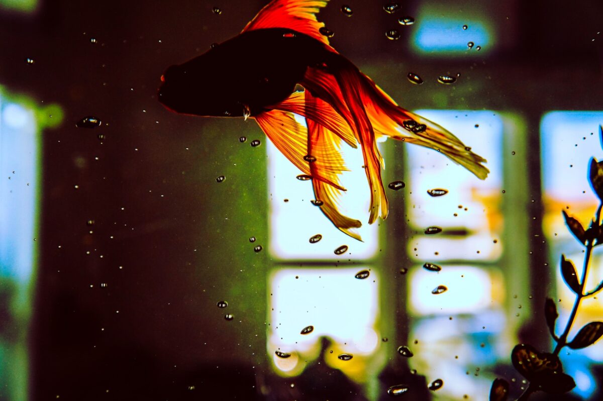 Galleria foto 'Acquario in casa: una guida in 6 passi per allestirlo al meglio' - foto 2