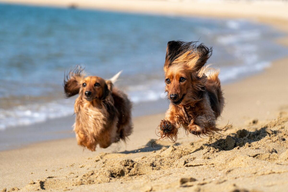 Galleria foto 'Dog Beach: 6 spiagge pet friendly d’Italia per goderti il mare con il tuo Cane' - foto 1