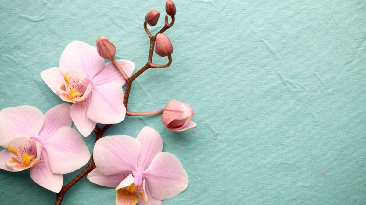 Orchidea, 6 profumi chic alle note del fiore più romantico