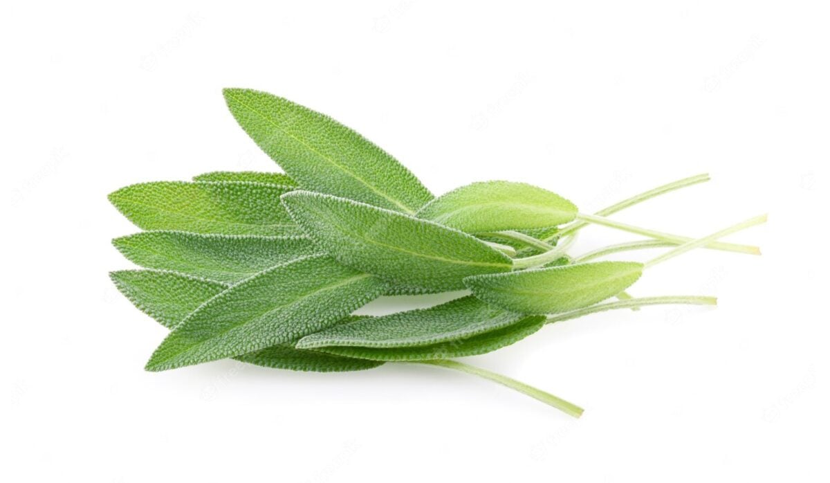 salvia