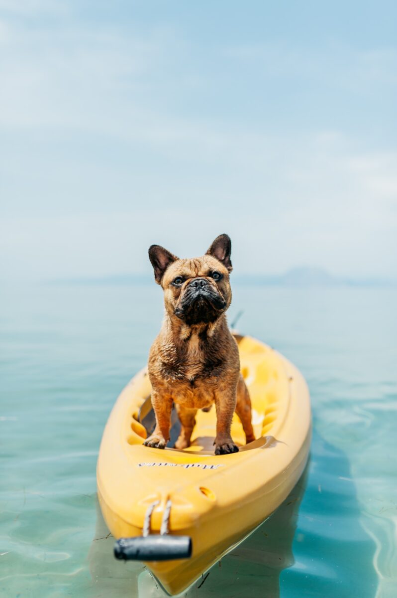Galleria foto 'Dog Beach: 6 spiagge pet friendly d’Italia per goderti il mare con il tuo Cane' - foto 3