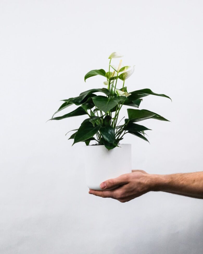 pianta Anthurium
