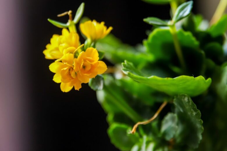 fiori Kalanchoe