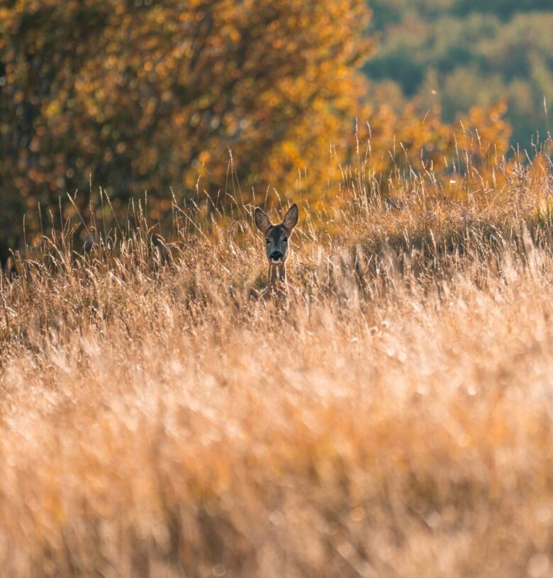 Abruzzo Parco Nazionale