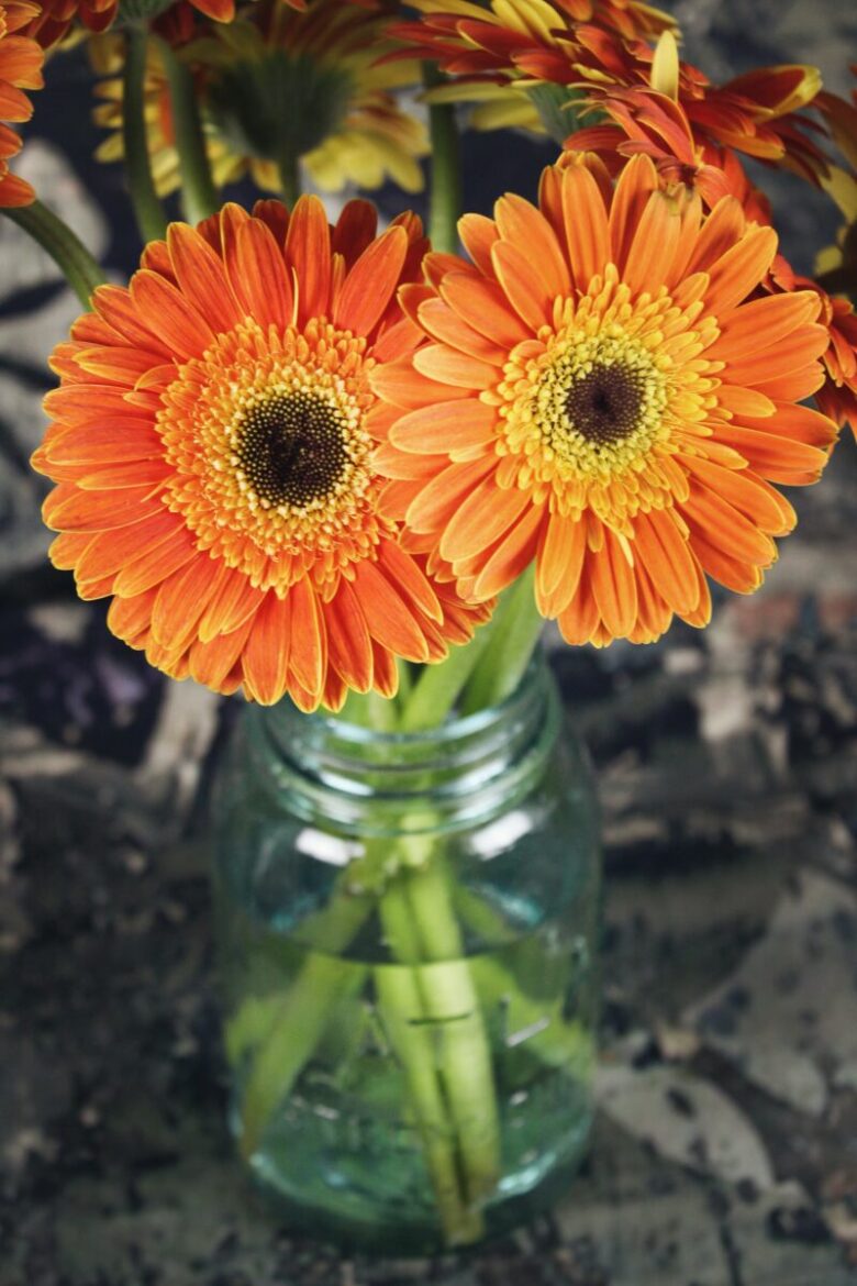 gerbera fiori