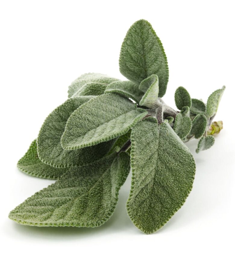 salvia