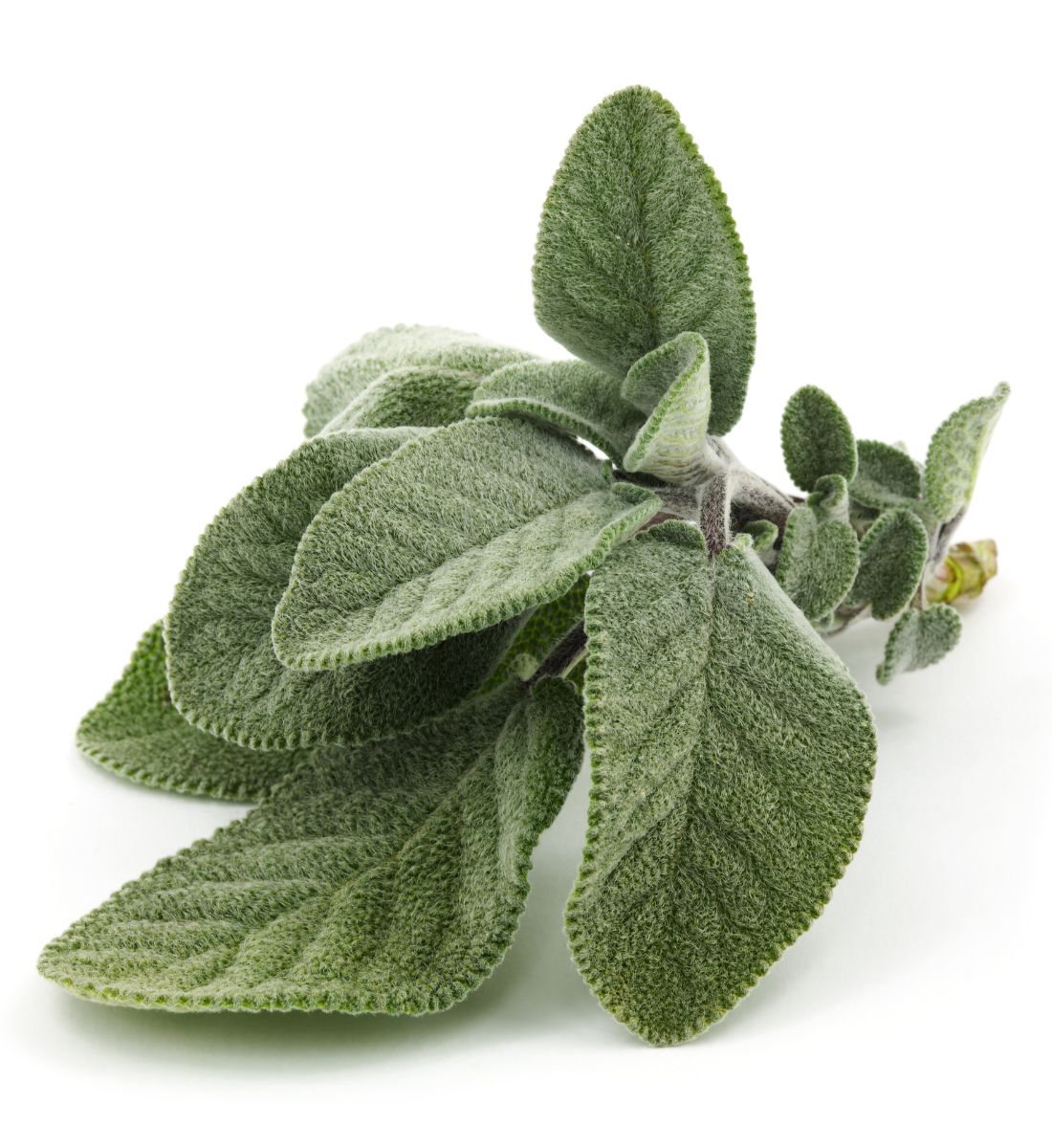 Galleria foto 'Un Sorriso Top: 5 rimedi naturali per sbiancare i denti!' - foto 1