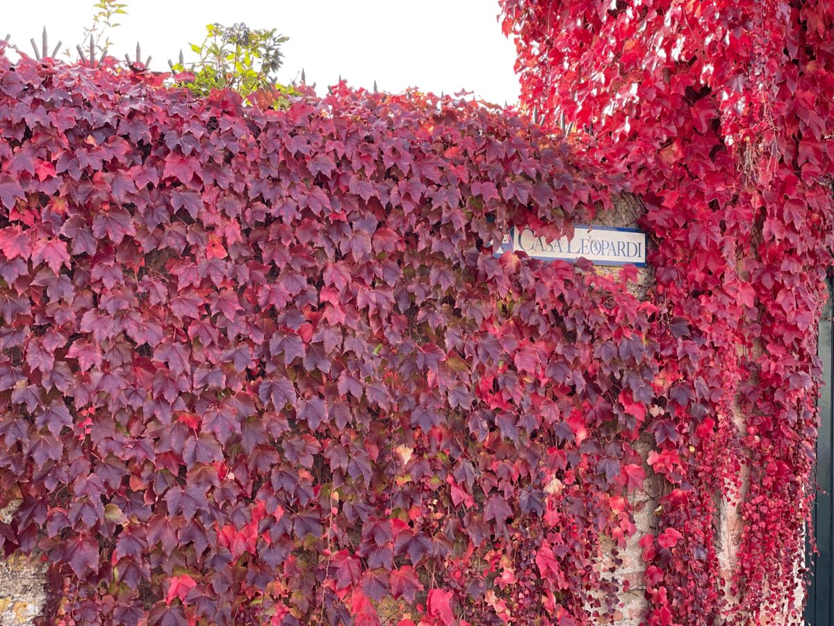 Galleria foto 'Questo è il Borgo più bello delle Marche. Scoprilo subito, in Autunno è bellissimo…' - foto 1