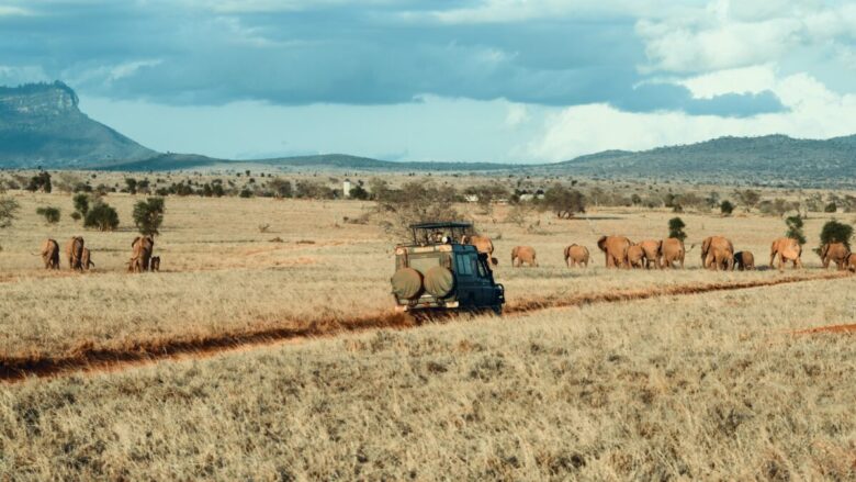 Africa Safari