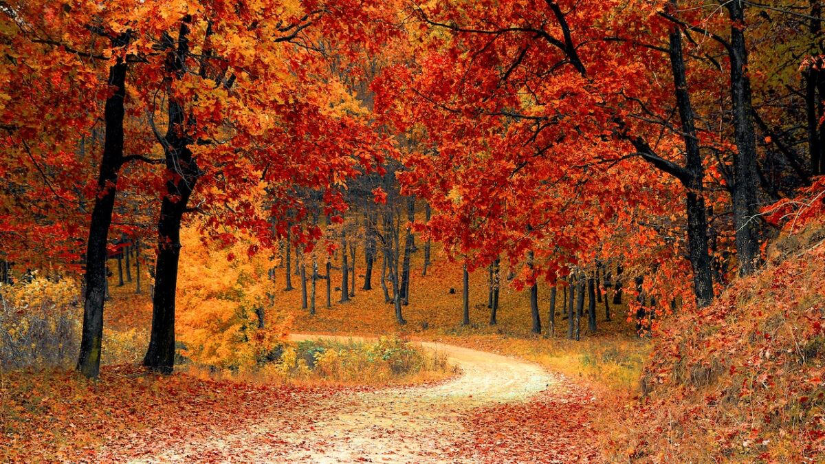 Ti sveliamo dove ammirare il Foliage più bello d’Italia. È proprio qui!