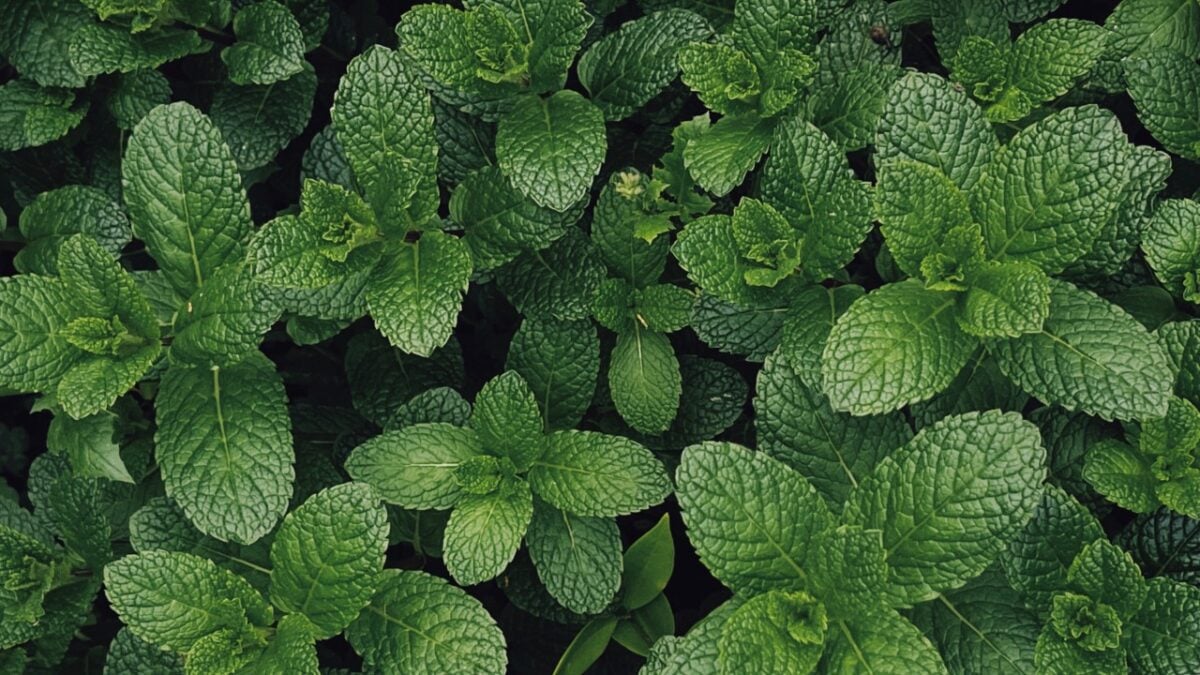 Svelati i benefici della Menta Piperita per Pelle e Capelli. Resterete a bocca aperta!