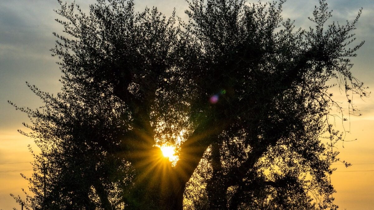 Puglia, 5 suggestivi Borghi dell’Olio da scoprire in Autunno