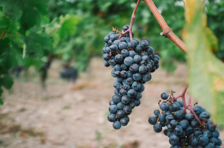 appiano sulla strada del vino