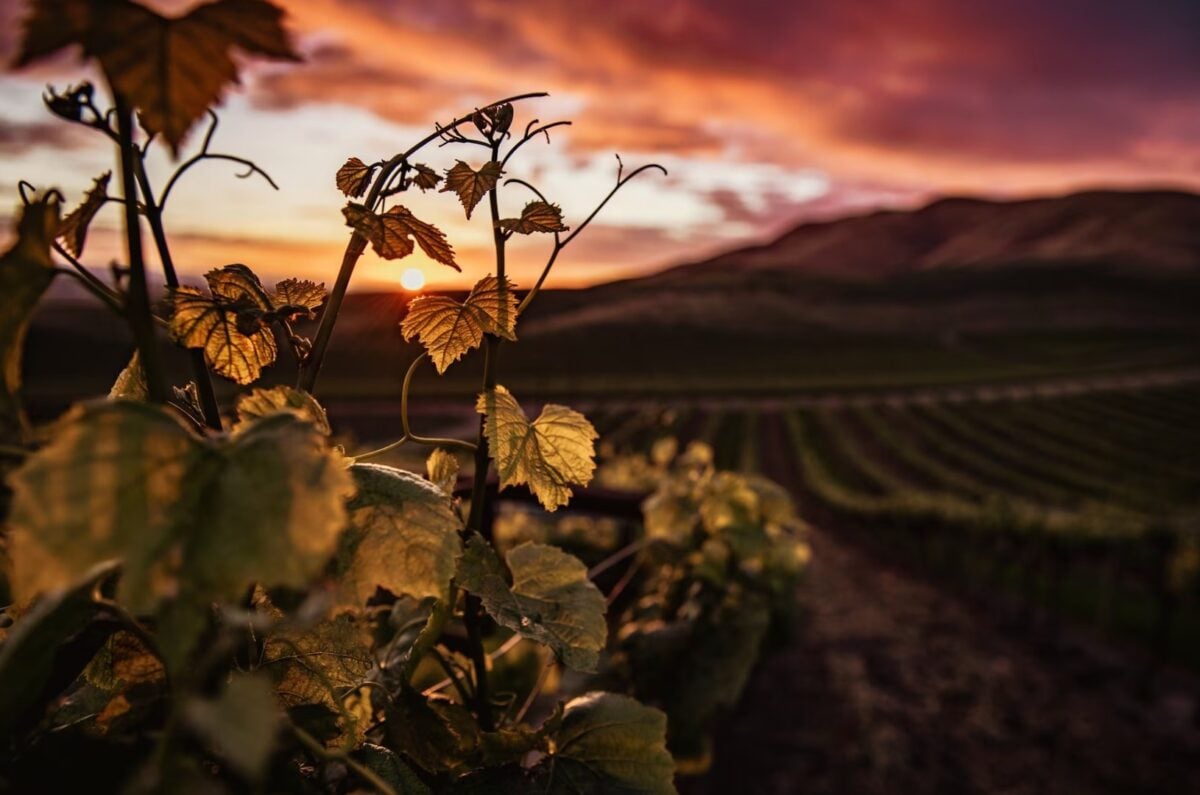 vino