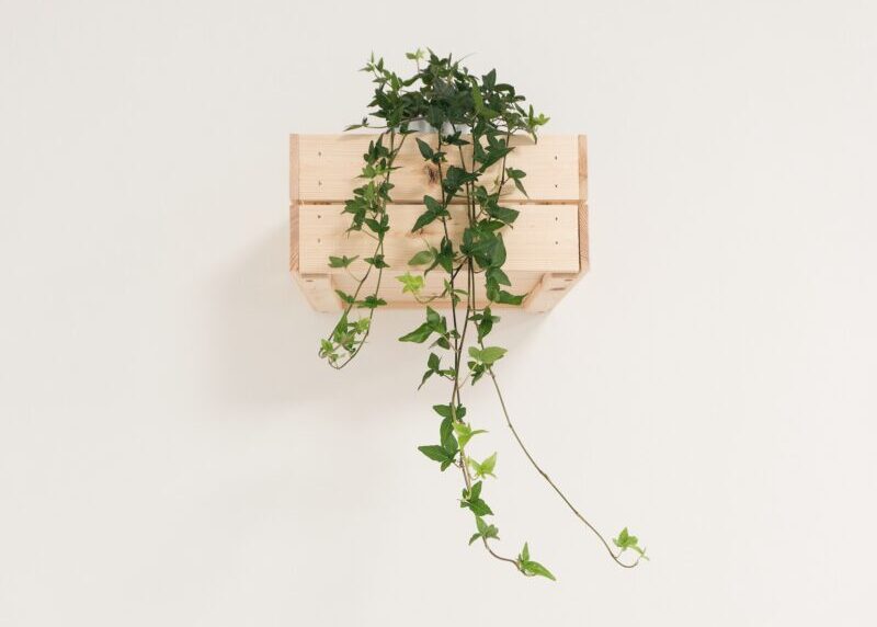 Galleria foto 'Questa pianta da interni “fa bene” alla tua casa, scopri perché devi assolutamente averla…' - foto 1