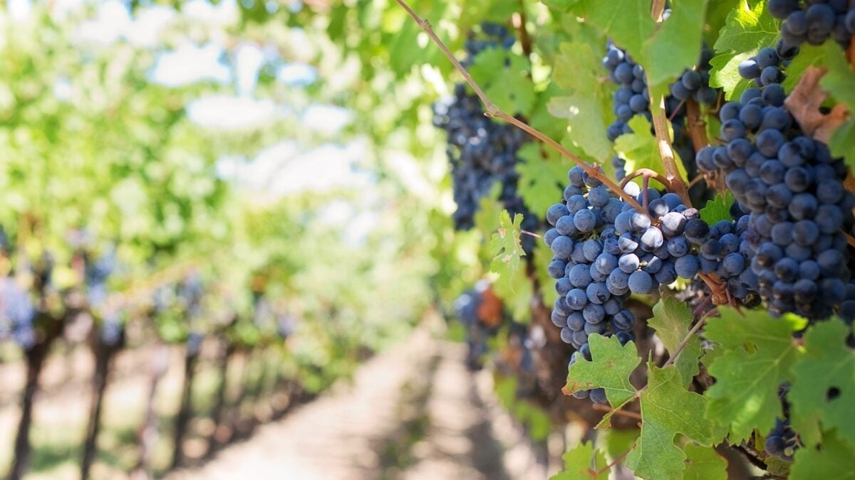 Weekend d’autunno nei Borghi del Vino: i 4 più belli del Veneto