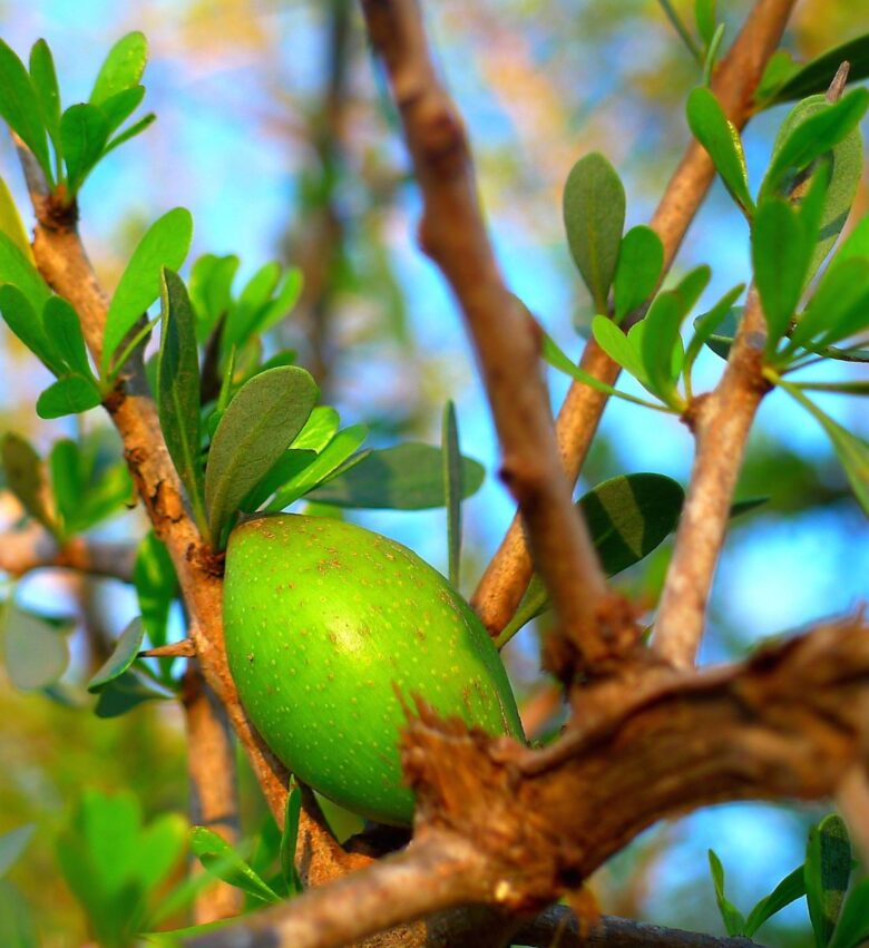 produzione argan