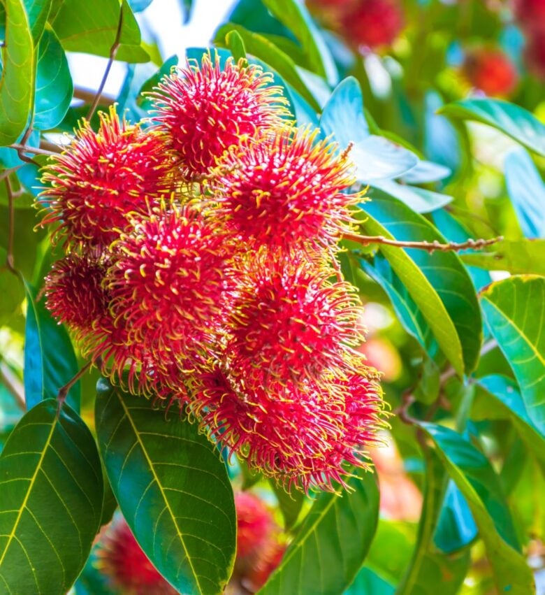 rambutan frutti