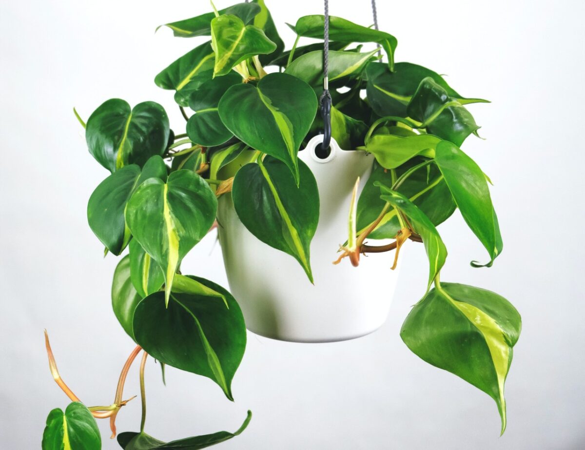 Galleria foto 'Piante decorative da Interni: ecco le Pendenti più belle…' - foto 3
