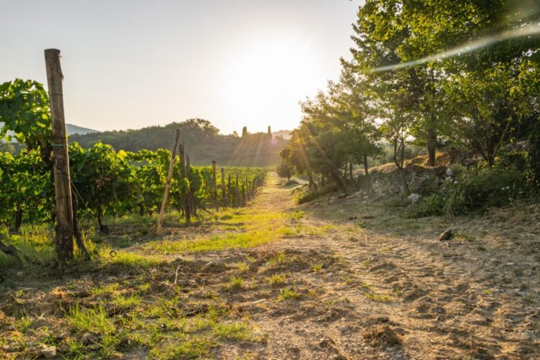 Chianti, Vigna