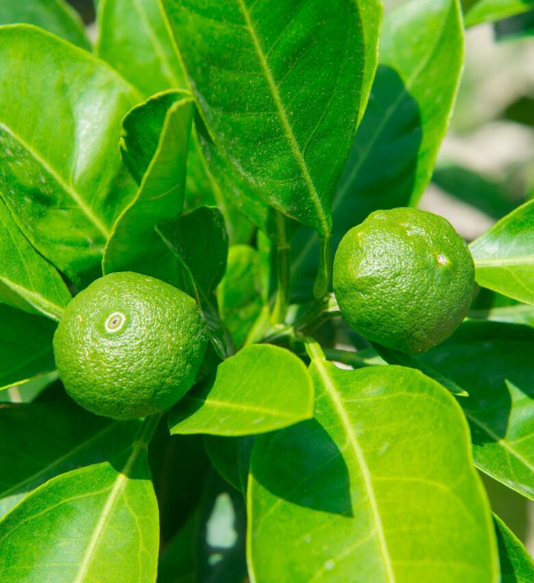 arancio amaro olio essenziale