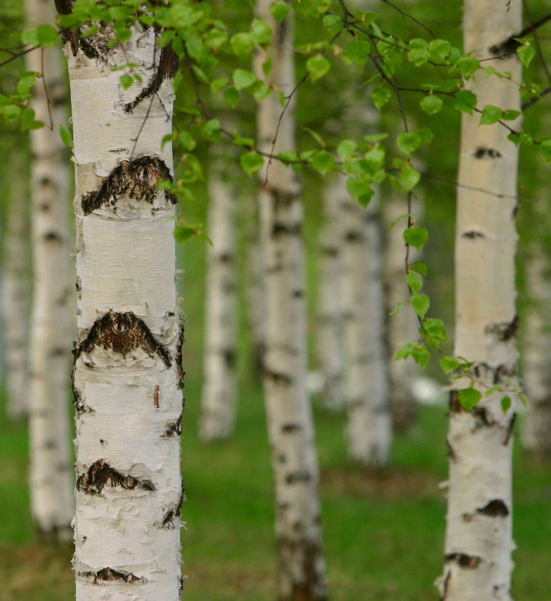 Galleria foto 'Gli Oli essenziali efficaci contro la cellulite: ecco quali sono…' - foto 7