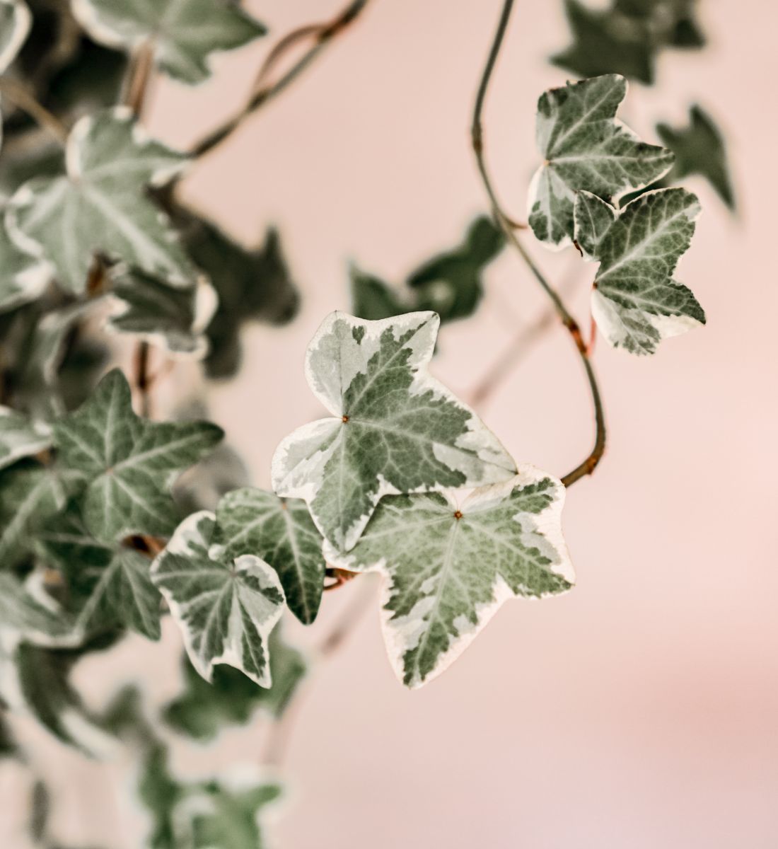 Galleria foto 'Gli Oli essenziali efficaci contro la cellulite: ecco quali sono…' - foto 5