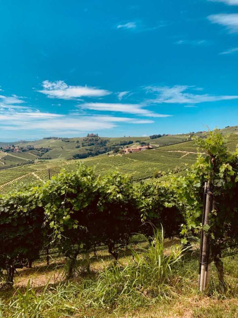 Langhe vini